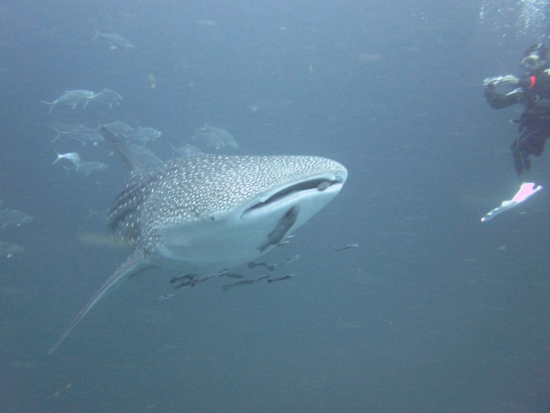 whale shark in samui Thailand